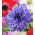 Sippsläktet - Lord Lieutenant - paket med 8 stycken - Anemone