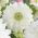 Sippsläktet - Mount Everest - paket med 8 stycken - Anemone