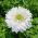 Sippsläktet - Mount Everest - paket med 8 stycken - Anemone
