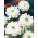 Sippsläktet - Mount Everest - paket med 8 stycken - Anemone