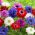 Anemone St Brigid mix - 8 lukovica