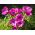 Anemone - Sylphide - 40 kom - 