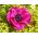 Anemone - Sylphide - 40 kom - 