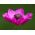 Anemone - Sylphide - 40 kom - 