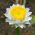 Papirknop - Ammobium alatum - Midt-sommer blomster, perfekt til stenbede - Friske frø