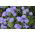 Agérato - azul - Ageratum houstonianum - Flores tupidas y llamativas, ideales para borduras - Semillas frescas