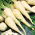 Root Parsley - Konika - Mid-Early Variety with Smooth, Thick Roots - Fresh Seeds