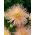 Aster - Needle - Salmon - Callistephus chinensis - Soft Salmon, Perfect for Displays - Fresh Seeds