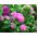 Callistephus chinensis - 500 zaden - roze