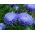 Astro - Fiore di Peonia - Blu - Callistephus chinensis - Fioriture squisite per bouquet e vasi - Semi Freschi
