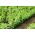 Paardenboon voor dagzaad - 1000 g - Vicia faba minor - zaden