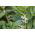Paardenboon voor dagzaad - 1000 g - Vicia faba minor - zaden