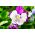 Penséer - Cats - 10 frön - Viola wittrockiana