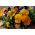 Penséer - Cats - 10 frön - Viola wittrockiana