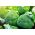 Cavolo Broccolo - Calabrese Natalino - Cespi compatti, facili da coltivare, resistenti al freddo - Semi Freschi
