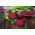 Beetroot - Betina - Early & Reliable Growth, Deep Red, Smooth Flesh - Fresh Seeds
