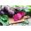 Beetroot - Betina - Early & Reliable Growth, Deep Red, Smooth Flesh - Fresh Seeds
