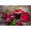 Beetroot - Betina - Early & Reliable Growth, Deep Red, Smooth Flesh - Fresh Seeds