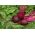Beetroot - Betina - Early & Reliable Growth, Deep Red, Smooth Flesh - Fresh Seeds