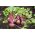 Beetroot - Betina - Early & Reliable Growth, Deep Red, Smooth Flesh - Fresh Seeds