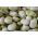 Fave - White Windsor - Vicia faba - 500 g - Fagioli grandi e teneri, raccolto affidabile - Semi Freschi