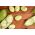Fave - White Windsor - Vicia faba - 500 g - Fagioli grandi e teneri, raccolto affidabile - Semi Freschi