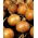 Onion "Kristine" - 750 seeds