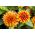 Narrowleaf zinnia "Perzsa szőnyeg" - fajta keverék - 375 mag - Zinnia angustifolia - magok