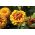 Narrowleaf zinnia "Perzsa szőnyeg" - fajta keverék - 375 mag - Zinnia angustifolia - magok