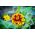 Narrowleaf zinnia "Perzsa szőnyeg" - fajta keverék - 375 mag - Zinnia angustifolia - magok