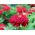 Ostálka lepá - Scarlet Flame - Zinnia elegans - Ohnivé odstíny, dlouhotrvající krása - Čerstvá semena