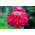 Ostálka lepá - Scarlet Flame - Zinnia elegans - Ohnivé odstíny, dlouhotrvající krása - Čerstvá semena