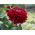 Ostálka lepá - Scarlet Flame - Zinnia elegans - Ohnivé odstíny, dlouhotrvající krása - Čerstvá semena