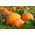 Zucca - Bambino - 100 g - Dimensioni compatte, frutti grandi, fino a 15 kg - Semi Freschi