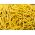 Dwarf French yellow bean "Gold Pantera"