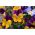 Pensamiento cornudo "Naranja Púrpura"; violeta cornuda - 20 semillas - Viola cornuta