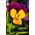Pensamiento cornudo "Naranja Púrpura"; violeta cornuda - 20 semillas - Viola cornuta
