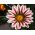 Kincses virág "Big Kiss F2 fehér láng"; gazania - Gazania x hybrida - magok