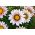 Kincses virág "Big Kiss F2 fehér láng"; gazania - Gazania x hybrida - magok