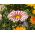 Kincses virág "Big Kiss F2 fehér láng"; gazania - Gazania x hybrida - magok