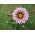 Kincses virág "Big Kiss F2 fehér láng"; gazania - Gazania x hybrida - magok