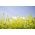 Mostaza blanca - Bardena - 250 g - 32500 semillas - Sinapis alba