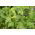 Mostaza blanca - Bardena - 250 g - 32500 semillas - Sinapis alba