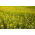 Mostaza blanca - Bardena - 250 g - 32500 semillas - Sinapis alba
