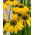 Coneflower vàng, Coneflower tím của Bush -   hạt - Echinacea purpurea