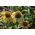 Coneflower vàng, Coneflower tím của Bush -   hạt - Echinacea purpurea