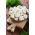Cavolfiore - Beta - 270 semi - Brassica oleracea L. var.botrytis L.