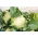Cavolfiore - Beta - 270 semi - Brassica oleracea L. var.botrytis L.