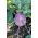 Kålrabbi - Delikates Blauer - 520 frön - Brassica oleracea var. Gongylodes L.