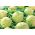 Kohlrabi "Gabi" - 520 เมล็ด - Brassica oleracea var. Gongylodes L.